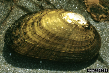 rainbow, Villosa iris  (Unionoida: Unionidae) - 1251034