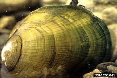 tan riffleshell, Epioblasma florentina walkeri (Unionoida: Unionidae) - 1251041
