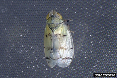 Japanese maple leafhopper, Japananus hyalinus  (Hemiptera: Cicadellidae) - 1252050
