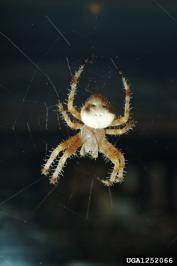 orb weaver, Araneus illaudatus  (Araneae: Araneidae) - 1252066