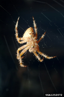 orb weaver, Araneus illaudatus  (Araneae: Araneidae) - 1252072