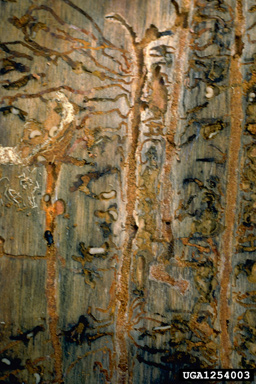 mountain pine beetle (Dendroctonus ponderosae ) on ponderosa pine (Pinus ponderosa ) - 1254003