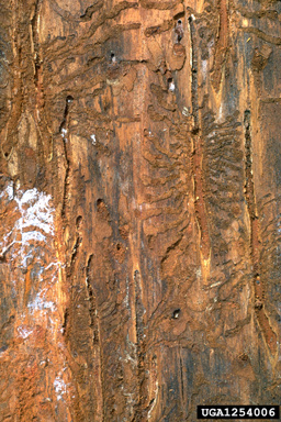 Douglas-fir beetle (Dendroctonus pseudotsugae ) on Douglas-fir (Pseudotsuga menziesii ) - 1254006