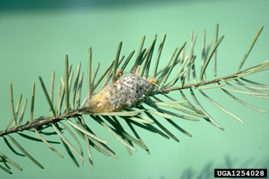 Douglas-fir tussock moth (Orgyia pseudotsugata ) on Douglas-fir (Pseudotsuga menziesii ) - 1254028