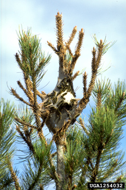 tiger moth (Lophocampa ingens ) on ponderosa pine (Pinus ponderosa ) - 1254032