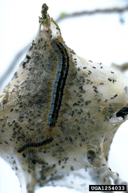 western tent caterpillar (Malacosoma californicum ) on quaking aspen (Populus tremuloides ) - 1254033