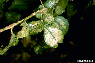 elm leaf beetle (Xanthogaleruca luteola ) on Siberian elm (Ulmus pumila ) - 1254041