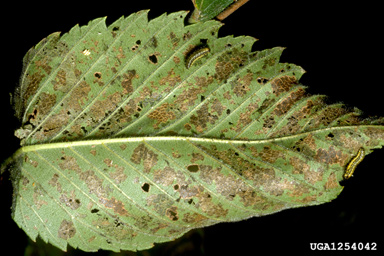 elm leaf beetle (Xanthogaleruca luteola ) on elm (Ulmus spp. ) - 1254042