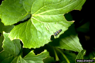 lady beetle,    (Coleoptera: Coccinellidae) - 1254047