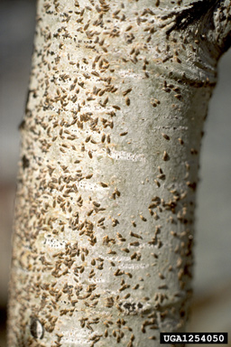 oystershell scale (Lepidosaphes ulmi ) on quaking aspen (Populus tremuloides ) - 1254050