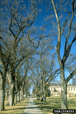 European elm scale (Eriococcus spuria ) on American elm (Ulmus americana ) - 1254052