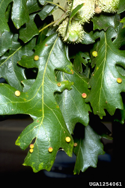 galls (  ) on bur oak (Quercus macrocarpa ) - 1254061
