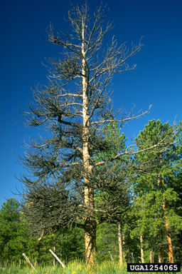 pineland dwarf mistletoe (Arceuthobium vaginatum ssp. cryptopodum) on ponderosa pine (Pinus ponderosa ) - 1254065