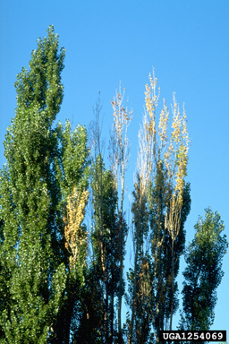 Dothichiza canker (Dothichiza populea ) on Lombardy poplar (Populus nigra ) - 1254069