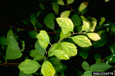 iron deficiency (  ) on spiraea (Spiraea spp. ) - 1254078