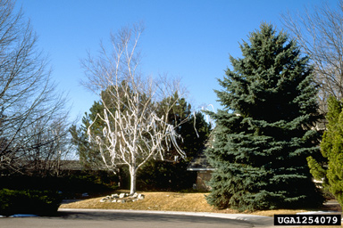 vandalism on birch (Betula spp. ) - 1254079