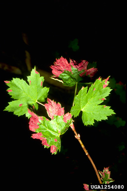 purple erineum maple mite (Eriophyes calcercis ) on Rocky Mountain maple (Acer glabrum ) - 1254080