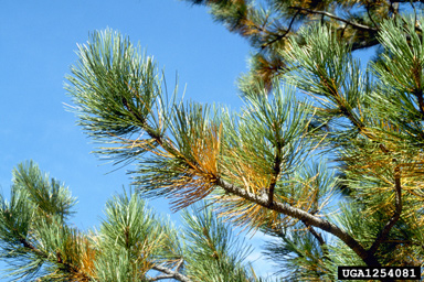 ponderosa pine, Pinus ponderosa  (Pinales: Pinaceae) - 1254081