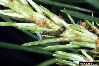 nun moth, Lymantria monacha  (Lepidoptera: Lymantriidae) - 1258013