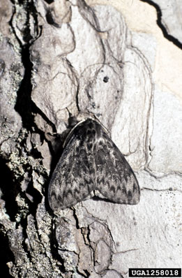 nun moth, Lymantria monacha  (Lepidoptera: Lymantriidae) - 1258018