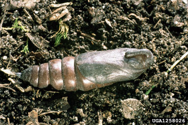 pine hawk moth, Hyloicus pinastri  (Lepidoptera: Sphingidae) - 1258026