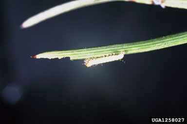 pine hawk moth, Hyloicus pinastri  (Lepidoptera: Sphingidae) - 1258027