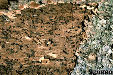 small spruce bark beetle, Polygraphus poligraphus  (Coleoptera: Curculionidae) - 1258031