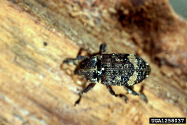 European silver fir weevil, Pissodes piceae  (Coleoptera: Curculionidae) - 1258037