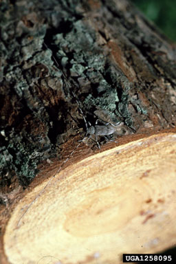 timberman (Acanthocinus aedilis ) on Scots pine (Pinus sylvestris ) - 1258095