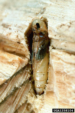 false darkling beetle, Serropalpus barbatus  (Coleoptera: Melandryidae) - 1258104