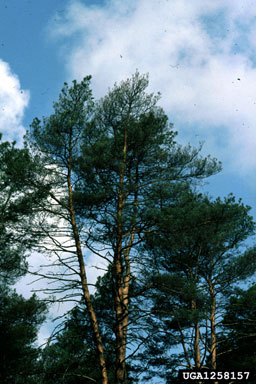 fir bark beetle (Pityophthorus pityographus ) on Scots pine (Pinus sylvestris ) - 1258157