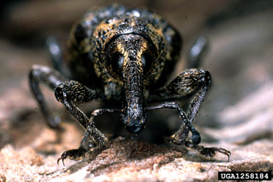 large spruce weevil, Hylobius piceus  (Coleoptera: Curculionidae) - 1258184