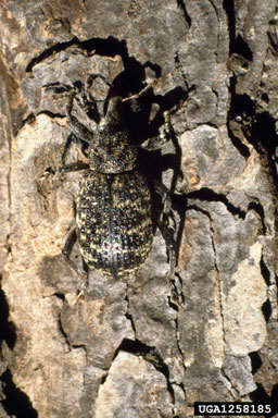 large spruce weevil, Hylobius piceus  (Coleoptera: Curculionidae) - 1258185
