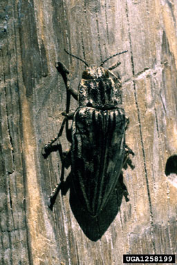 flatheaded pine borer, Chalcophora mariana  (Coleoptera: Buprestidae) - 1258199