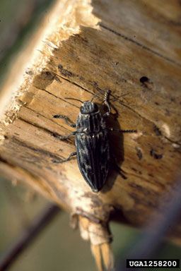 flatheaded pine borer (Chalcophora mariana ) on Scots pine (Pinus sylvestris ) - 1258200