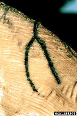 striped ambrosia beetle (Trypodendron lineatum ) on Scots pine (Pinus sylvestris ) - 1258206