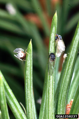 eastern spruce gall adelgid, Adelges abietis  (Hemiptera: Adelgidae) - 1258237
