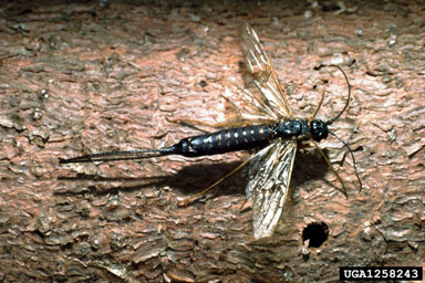 woodwasp, Xeris spectrum  (Hymenoptera: Siricidae) - 1258243