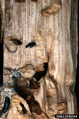 woodwasp, Xeris spectrum  (Hymenoptera: Siricidae) - 1258244