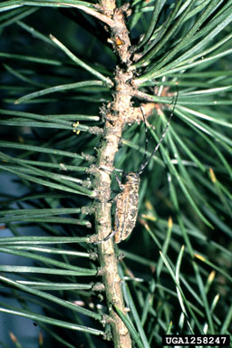 long-horned beetle (Monochamus galloprovincialis ) on Scots pine (Pinus sylvestris ) - 1258247