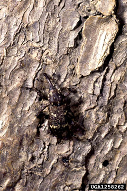 Norway spruce weevil, Pissodes harcyniae  (Coleoptera: Curculionidae) - 1258262