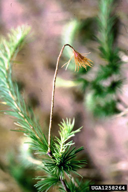 thrips, Thrips pini  (Thysanoptera: Thripidae) - 1258264