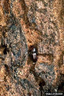 bark beetle, Dryocoetes autographus  (Coleoptera: Curculionidae) - 1258289