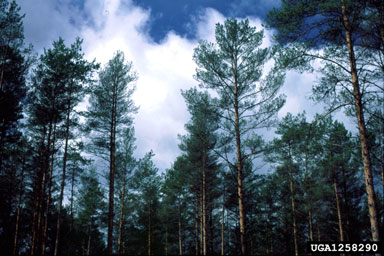 Scots pine, Pinus sylvestris  (Pinales: Pinaceae) - 1258290