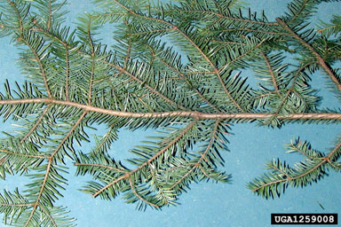 adelgid, Dreyfusia merkeri  (Hemiptera: Adelgidae) - 1259008