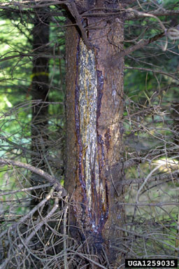 deer,    (Artiodactyla: Cervidae) - 1259035