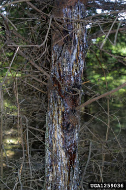 deer,    (Artiodactyla: Cervidae) - 1259036