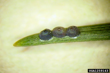pine beauty moth, Panolis flammea  (Lepidoptera: Noctuidae) - 1259143