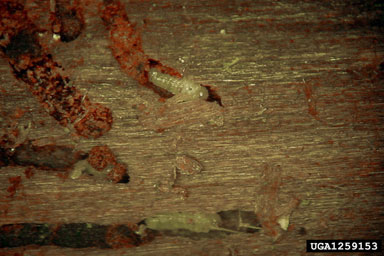 six-toothed spruce bark beetle, Pityogenes chalcographus  (Coleoptera: Curculionidae) - 1259153