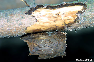 six-toothed spruce bark beetle, Pityogenes chalcographus  (Coleoptera: Curculionidae) - 1259165